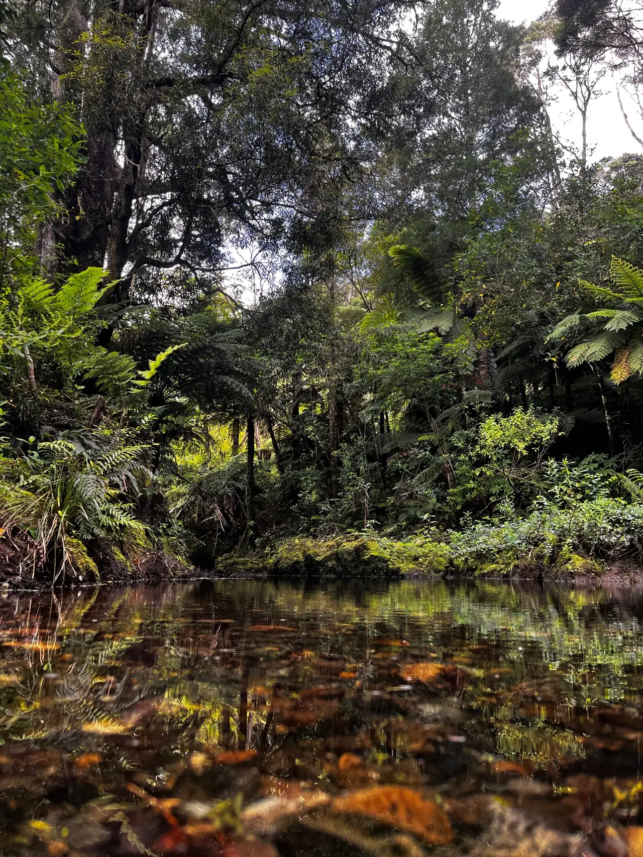 Upper Mangatāwhiri Campground visitor photo 1