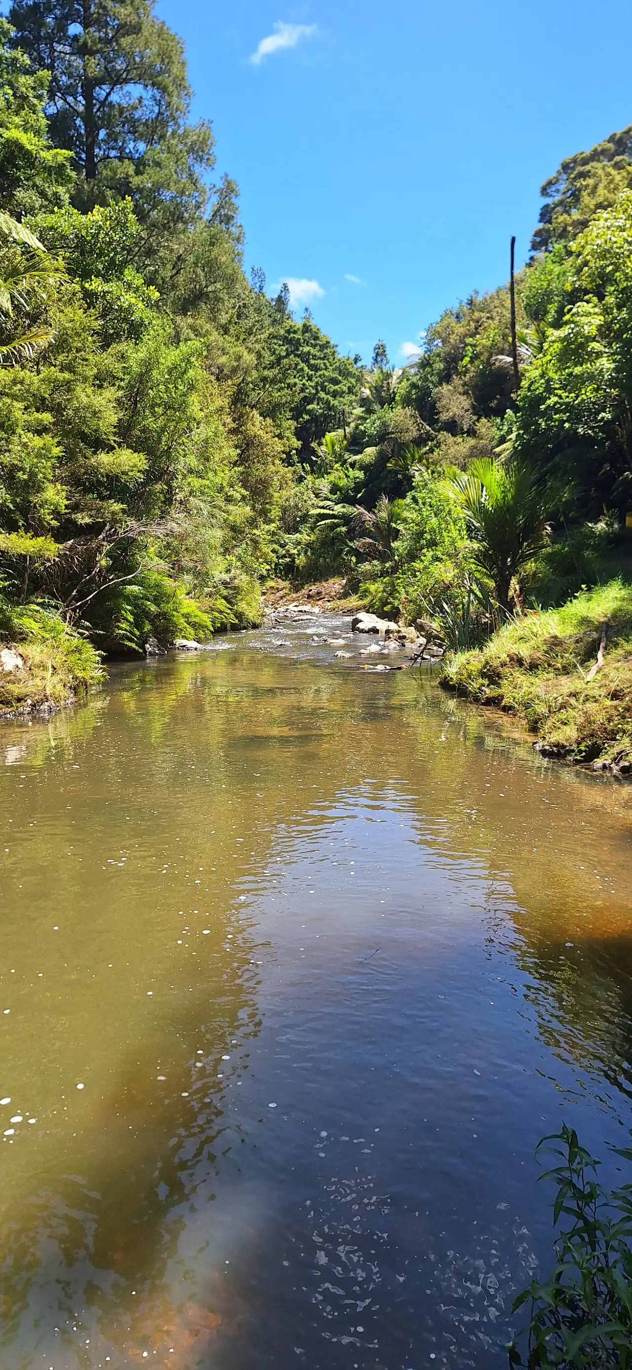 Piroa Falls Track visitor photo 1