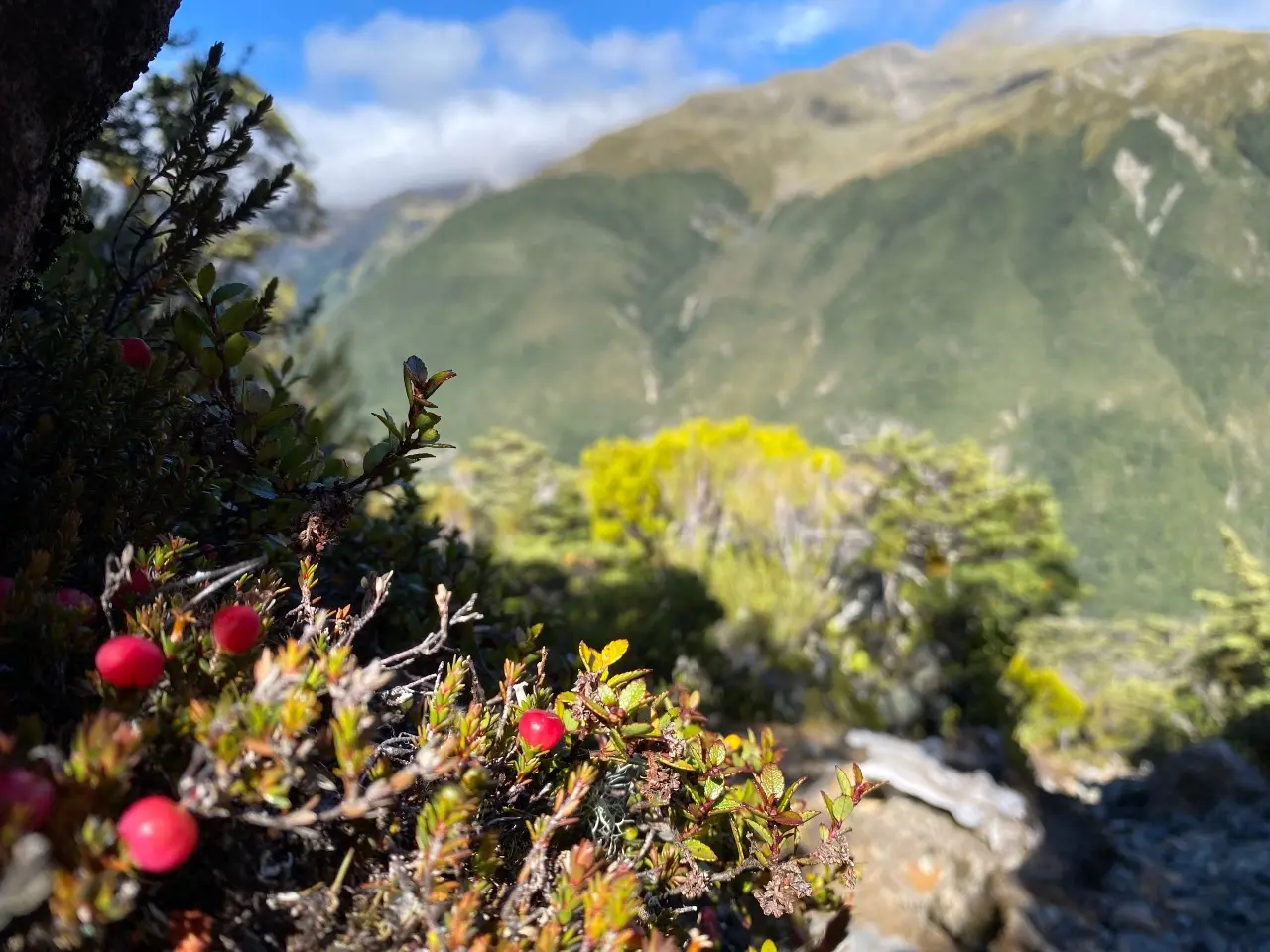 Mount Aicken Track visitor photo 1