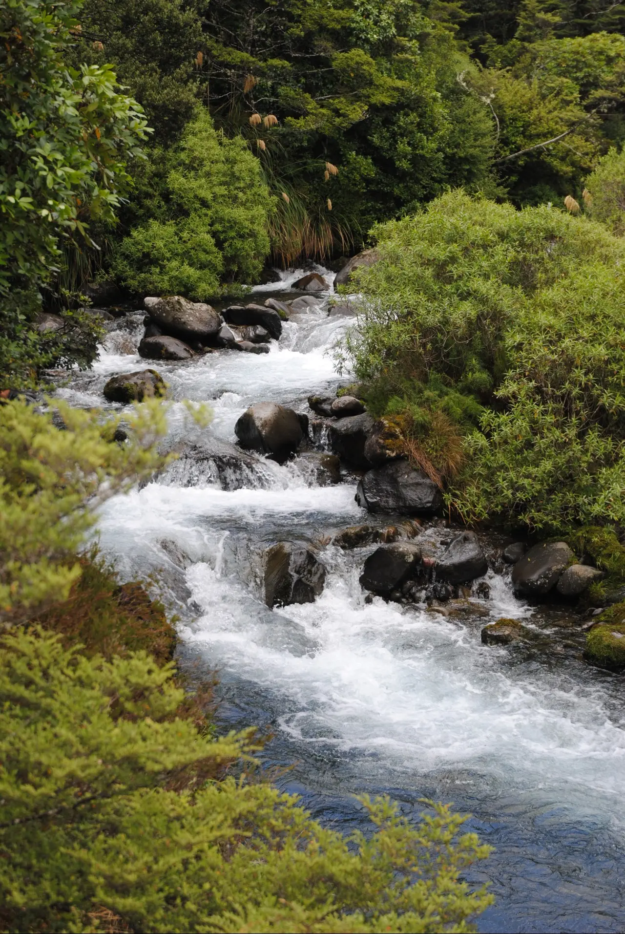 Whakapapa Nature Walk visitor photo 1