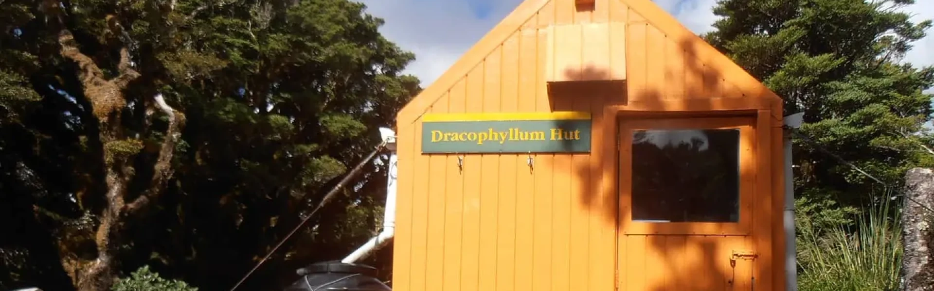 Dracophyllum Hut.WGN.Sarang