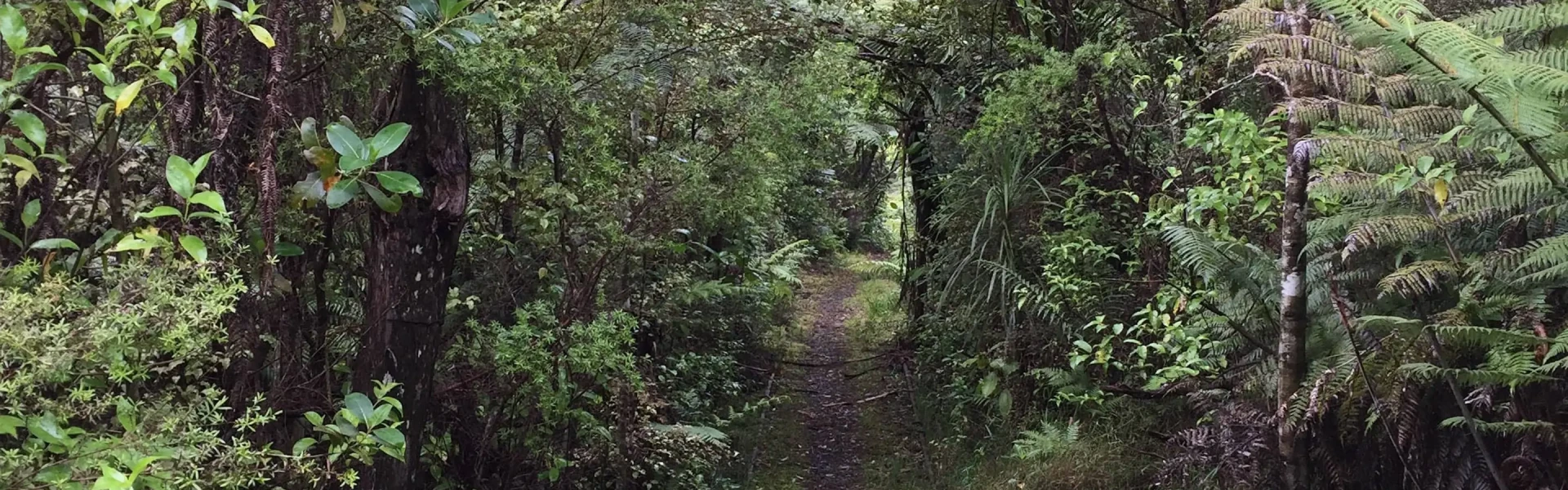 AKL.Moirs Hill Walkway.Campermate
