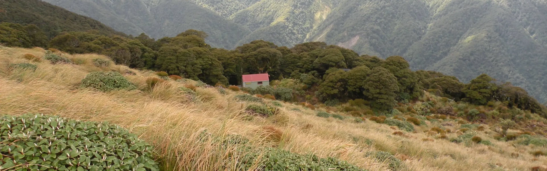 Aokaparangi Hut.WGN.Benjamin Pigott