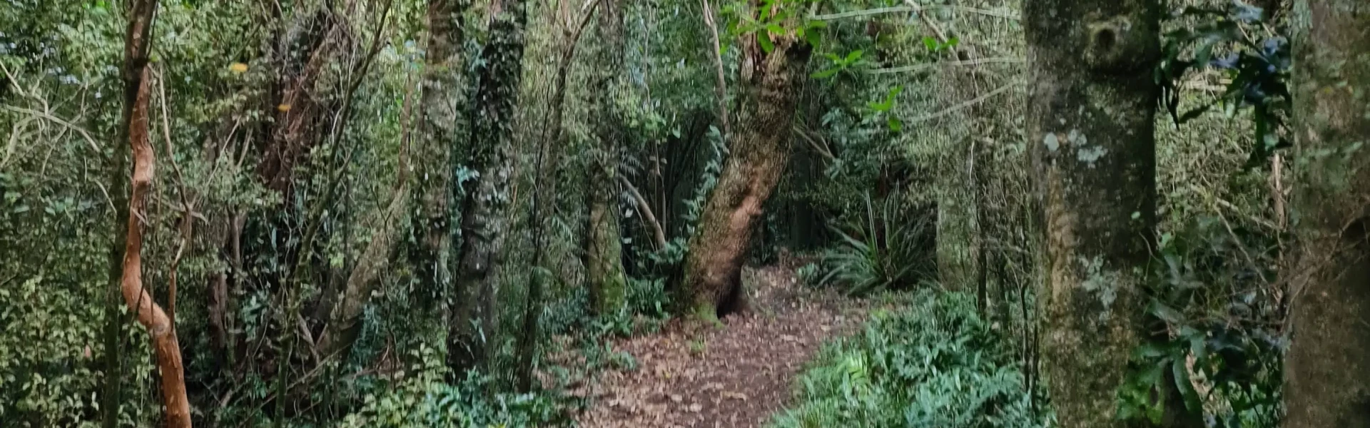 CAN.Orari Gorge Track.Stacey Non