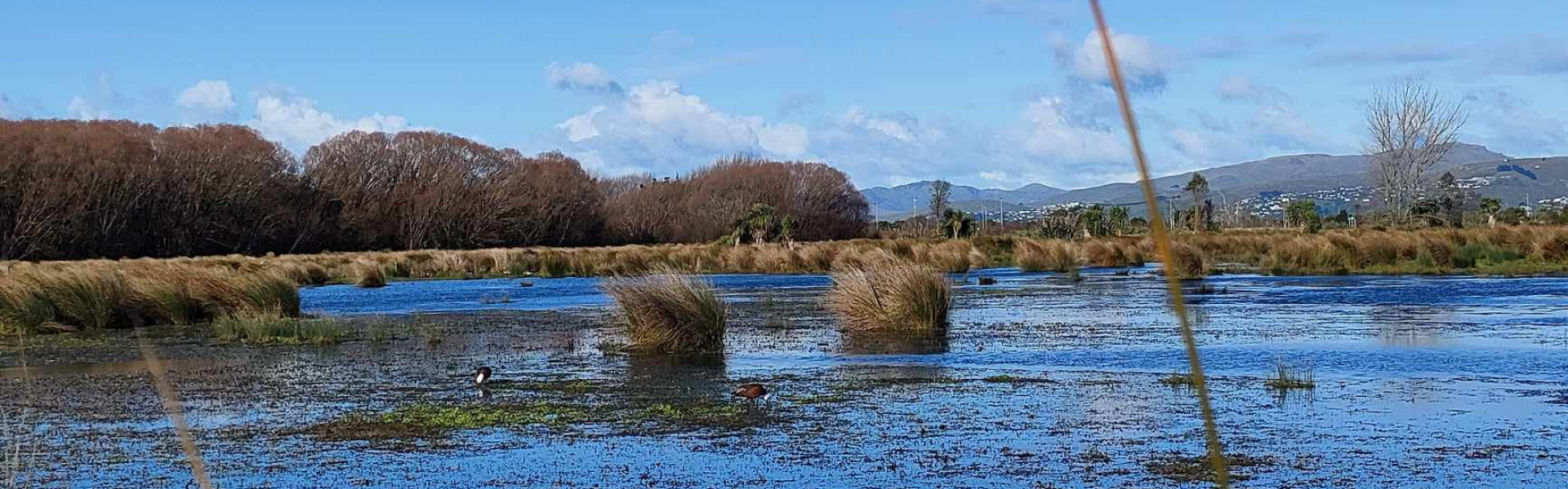 Kuaka and Christchurch Today