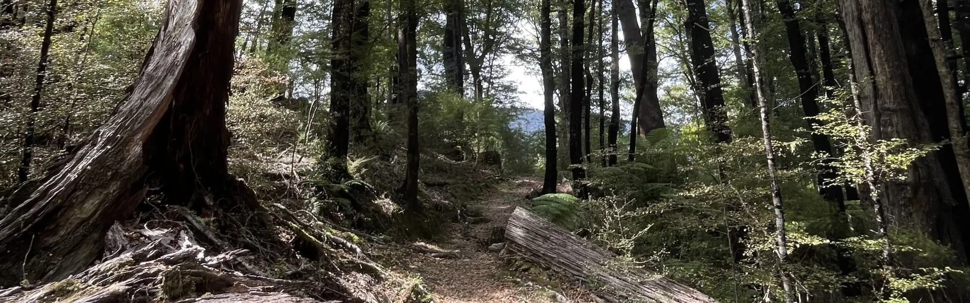 Pelorus Bridge Scenic Reserve Trig K