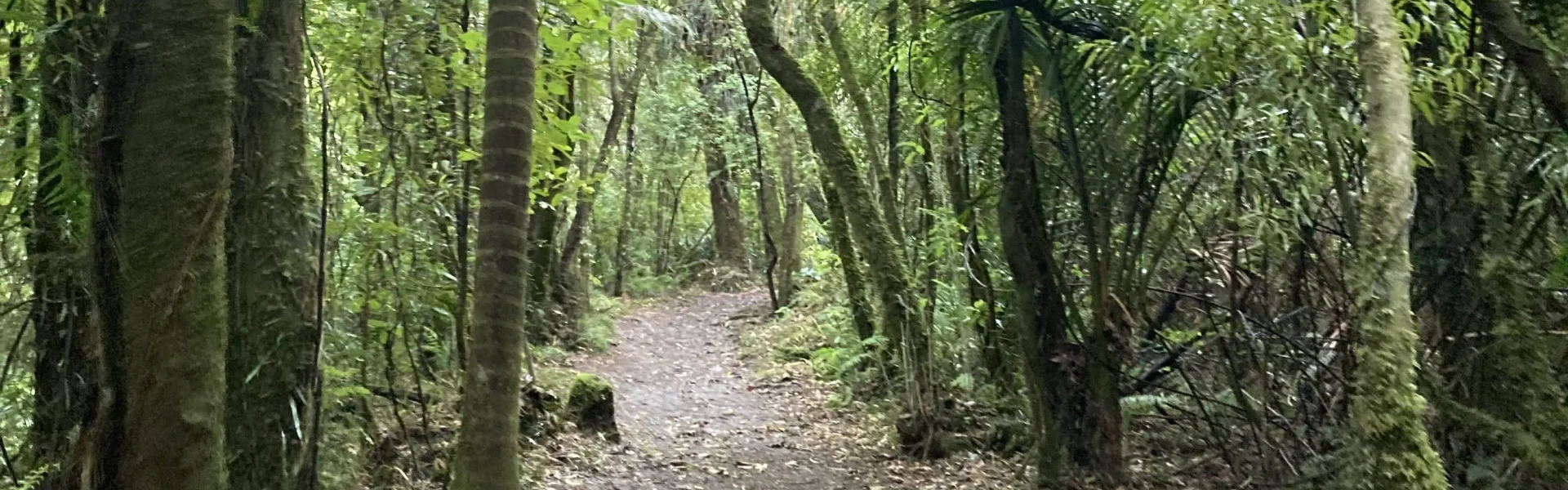 Ōrongorongo Track