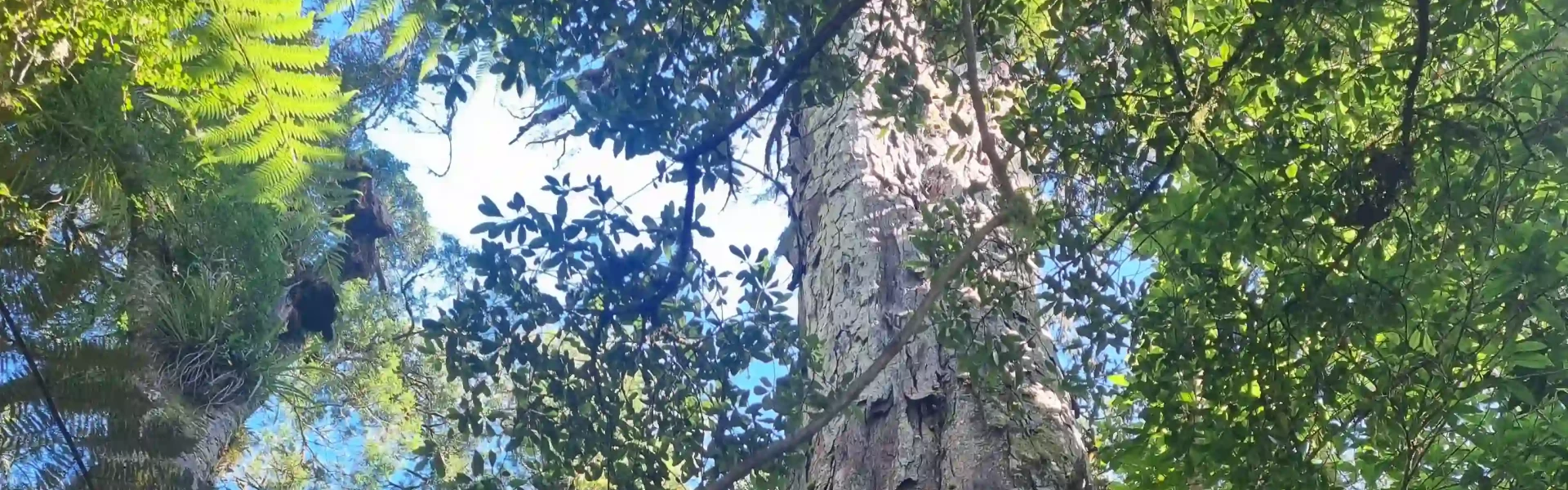 Rimu Walk