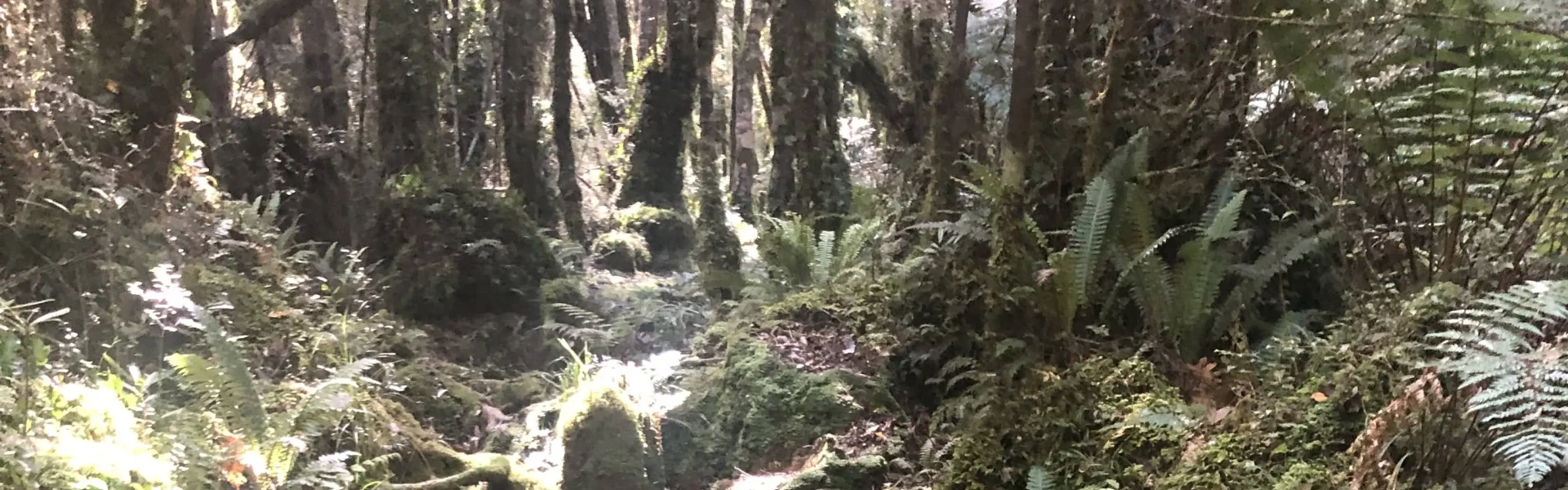 Waitewaewae Hut Track