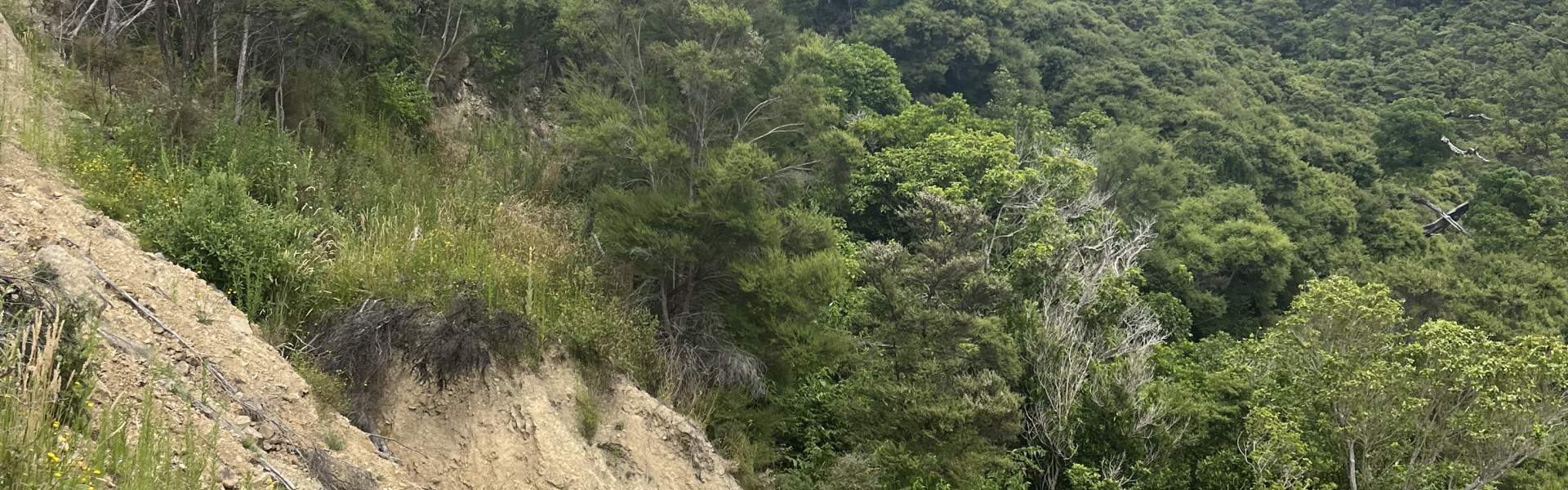 Okiwi Bay Seaward Valley Track