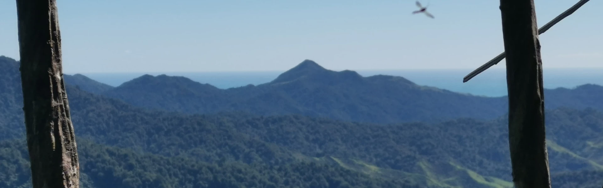 Mangatoa Track