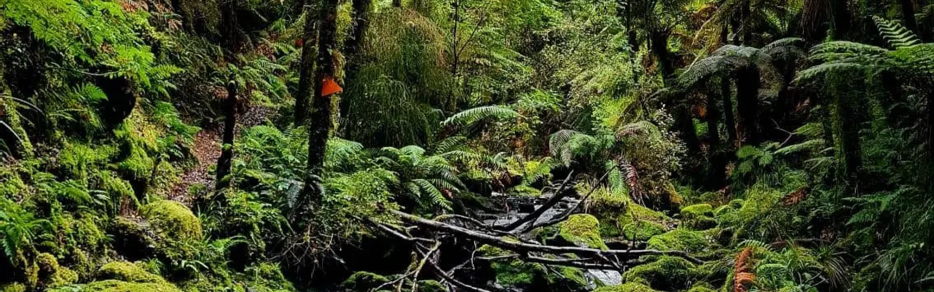 Whirinaki Track