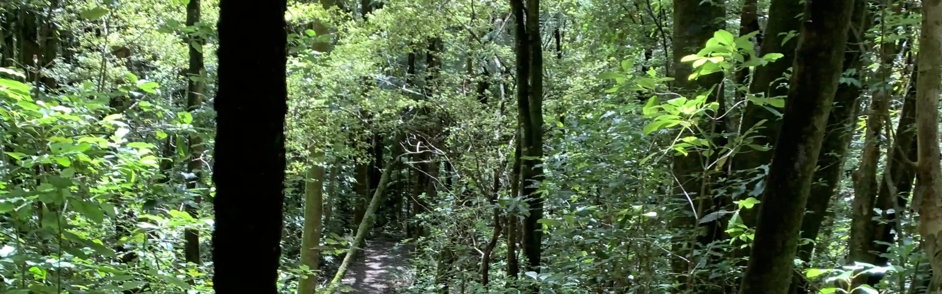 Puketi Nature Trail