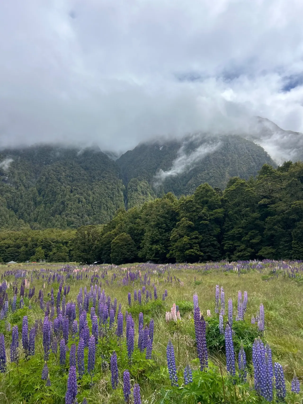 Cascade Creek Campsite visitor photo 1