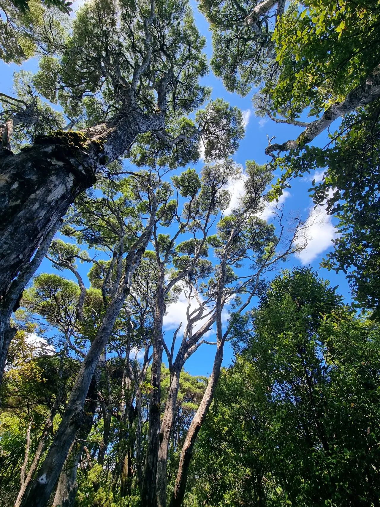 Waitākere Cutty Grass Track visitor photo 1